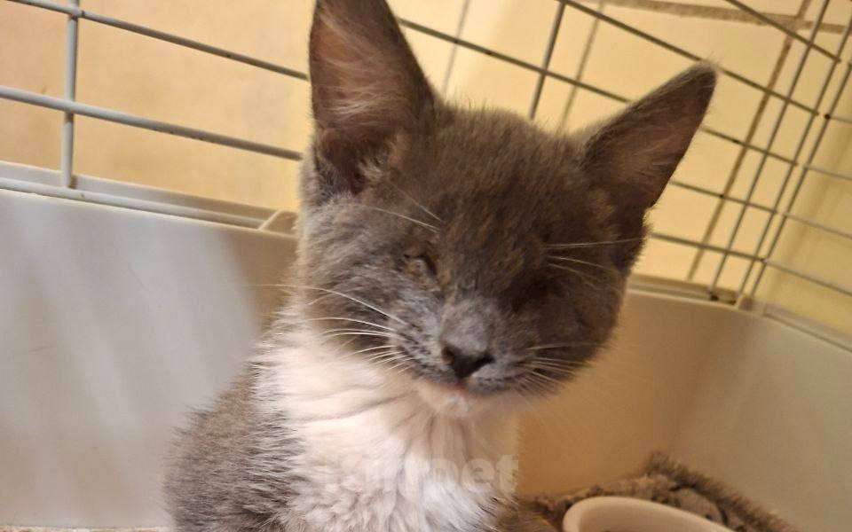 Кошки в Москве: Особенные котята ищут дом Разнополые, Бесплатно - фото 6