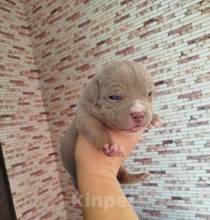 Собаки в Москве: Мальчик американский булли Мальчик, 110 000 руб. - фото 4