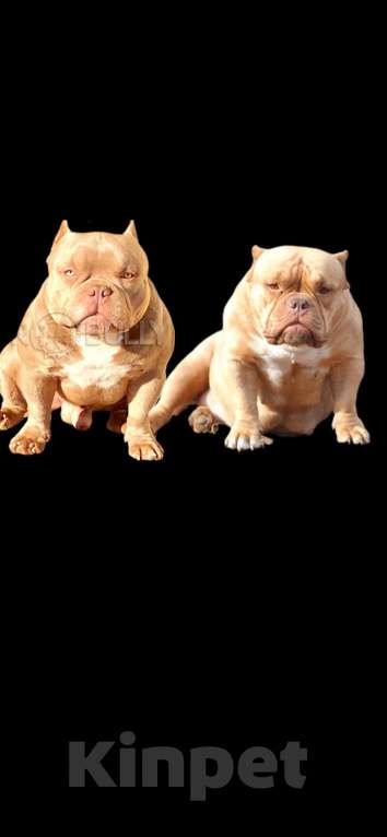 Собаки в Москве: Арес ждёт невест Мальчик, 50 000 руб. - фото 2