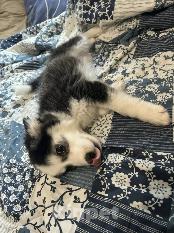 Собаки в Москве: Продам щенков девочку и мальчика Мальчик, Бесплатно - фото 6