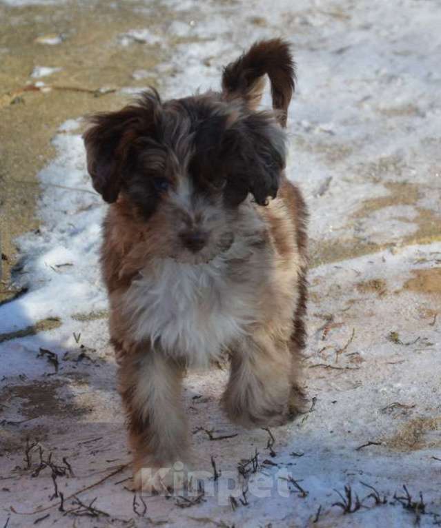 Собаки в других городах Московской области: Голубоглазая девочка Девочка, 60 000 руб. - фото 3