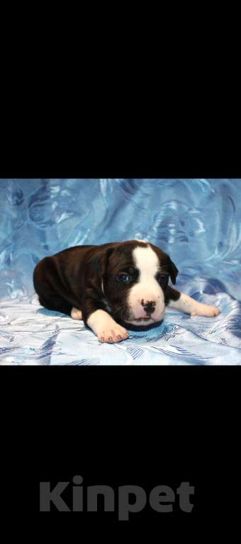 Собаки в Иркутске: Щенки АСТ Разнополые, 15 000 руб. - фото 2