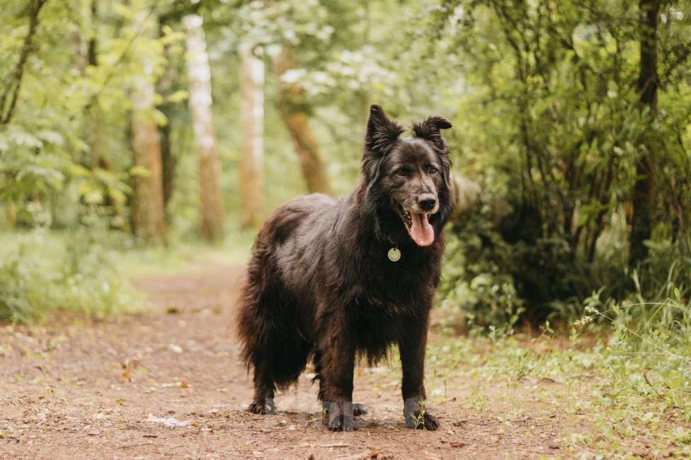 Собаки в Москве: Тихая Сакура ищет дом! Девочка, Бесплатно - фото 3