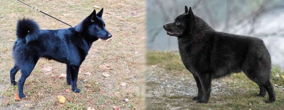 Собаки в Раменском: Щенки шипперке от титулованных родителей в домашних условиях (Розовая) Девочка, 80 000 руб. - фото 5