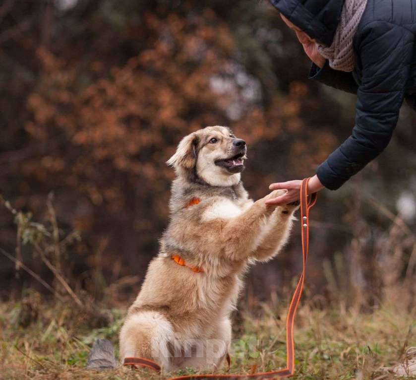 Собаки в Москве: Милашка Буся ждëт тебя.  Девочка, Бесплатно - фото 5