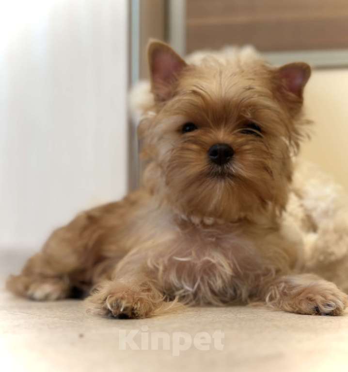 Собаки в Казани: Голддаст, Йорк, девочка, мини, бейби фейс Девочка, 60 000 руб. - фото 4