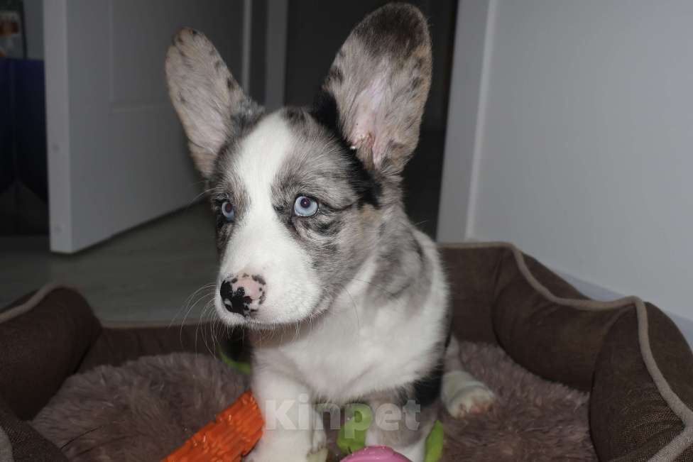 Собаки в Санкт-Петербурге: Продается Вельш Корги Кардиган, щенок Девочка, 80 000 руб. - фото 6
