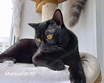 Кошки в Москве: Бомбейские котята Мальчик, 70 000 руб. - фото 1