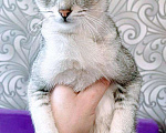Кошки в Полярном: Чаузи котята, 40 000 руб. - фото 3