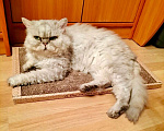 Кошки в Москве: Бархатный котик-перс Снежок ищет дом. Мальчик, Бесплатно - фото 3