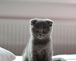 Кошки в Санкт-Петербурге: Шотландский котенок с документами Девочка, Бесплатно - фото 1