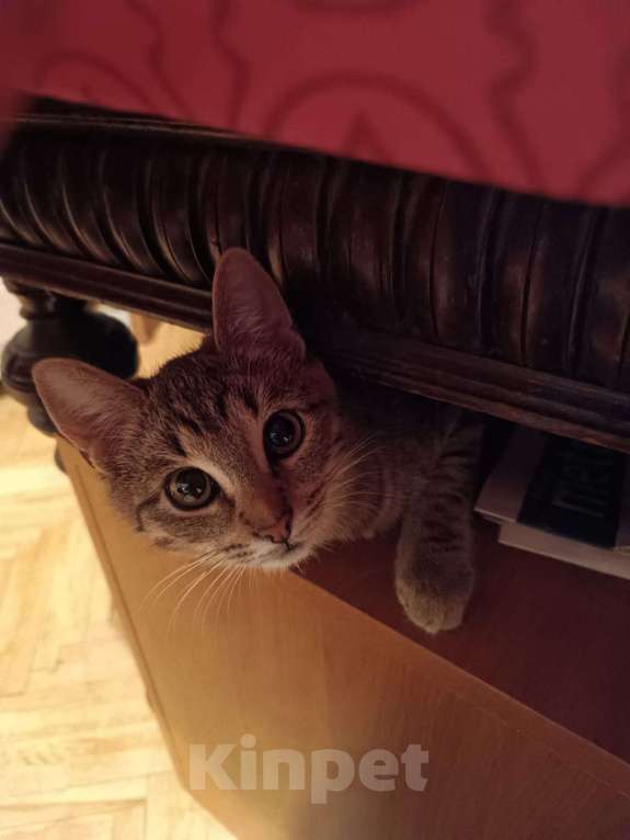 Кошки в Москве: Кошечка Флора ищет добрые руки Девочка, Бесплатно - фото 5