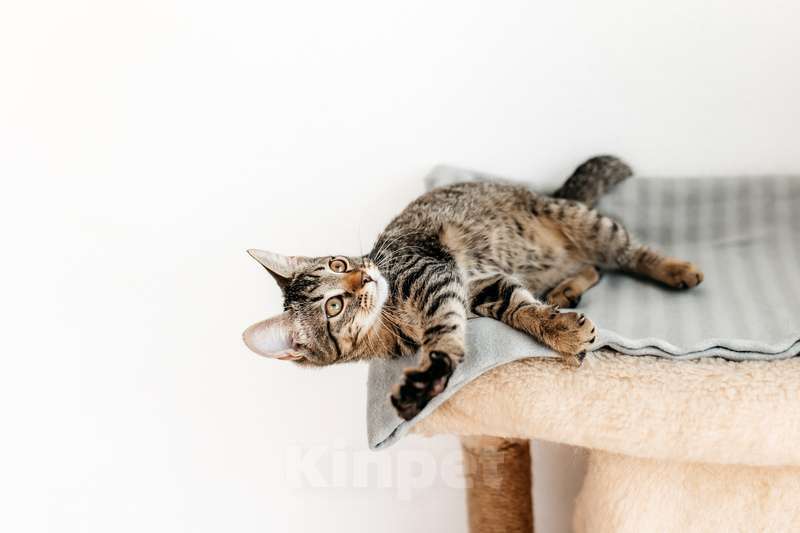 Кошки в Москве: Ручной шпротный котенок Пчёлка ищет дом Девочка, 1 руб. - фото 8