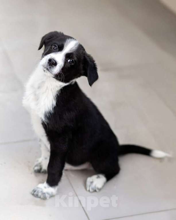 Собаки в Москве: Четверо чудесных щенков ищут дом. Девочка, Бесплатно - фото 5