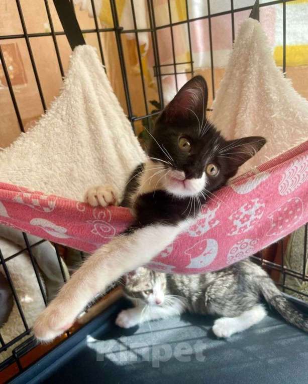 Кошки в Москве: Малютка Мерседес ищет дом Девочка, Бесплатно - фото 3