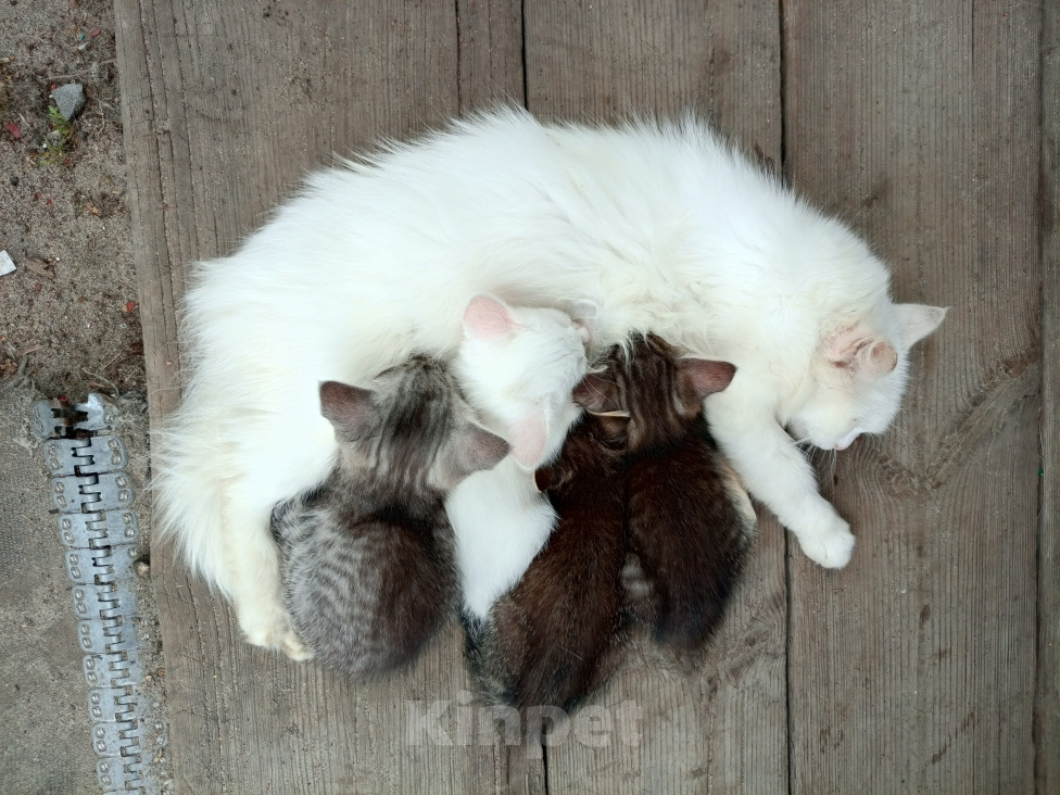 Кошки в других городах Рязанской области: Котята в добрые руки Девочка, Бесплатно - фото 1