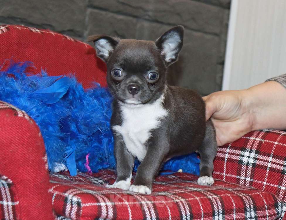 Собаки в Москве: Голубенький БАТОНЧИК чихуахуа Мальчик, 29 000 руб. - фото 5