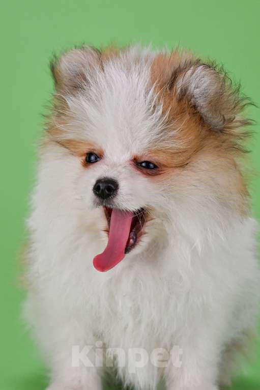 Собаки в Ростове-на-Дону: Продается мальчик померанского щпица от высокопородных родителей. Мальчик, 35 000 руб. - фото 7