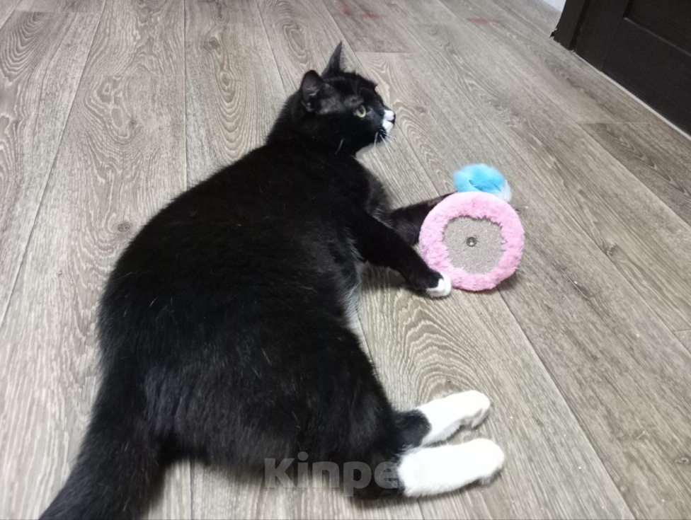 Кошки в Новосибирске: Котик в «смокинге» в самые добрые руки ❤️ Мальчик, Бесплатно - фото 3