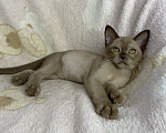 Кошки в Дмитрове: Шоколадная бурманская девочка Хелена Девочка, 15 000 руб. - фото 5