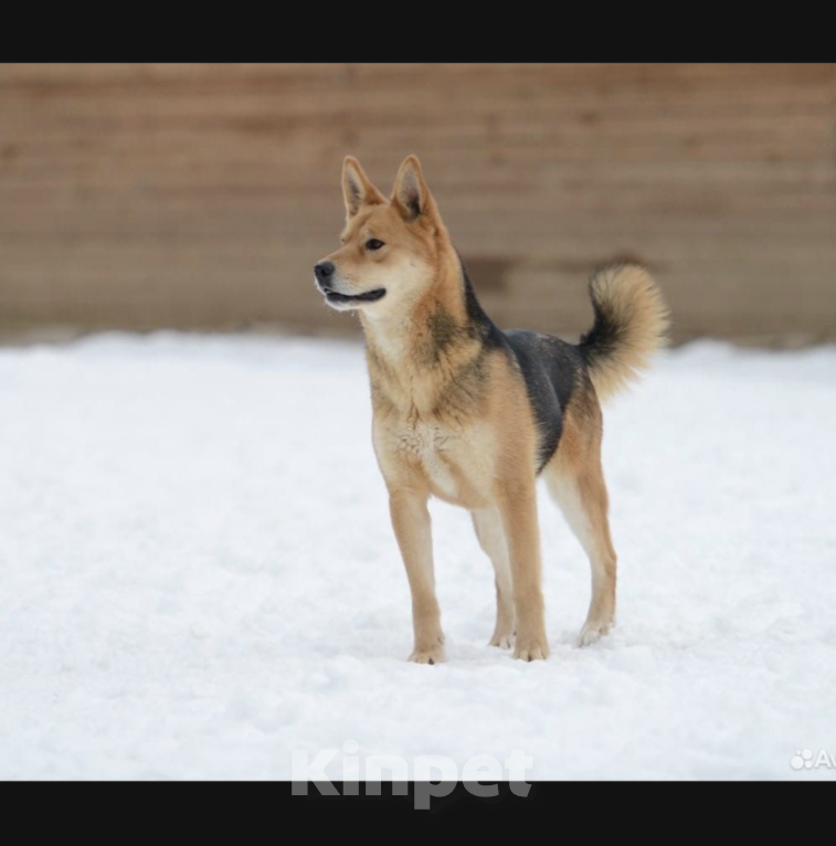Собаки в Москве: Ника Девочка, Бесплатно - фото 2