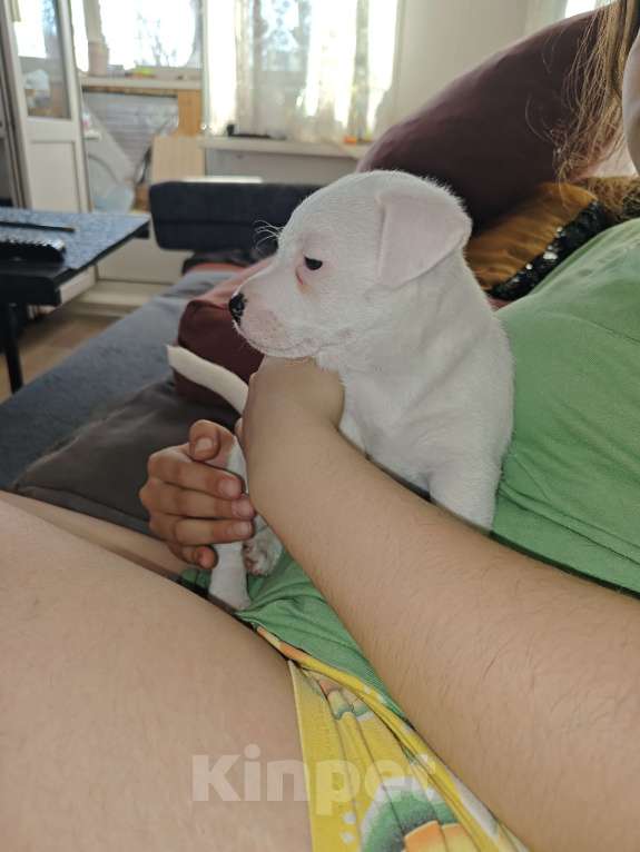 Собаки в Челябинске: продам щенка Мальчик, 18 000 руб. - фото 2