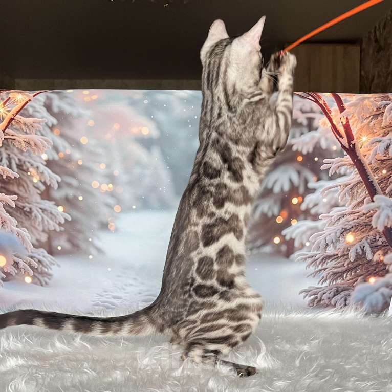 Кошки в Москве: Бенгальский котёнок серебро уголь Мальчик, Бесплатно - фото 8