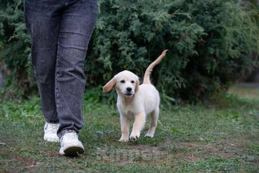 Собаки в Воронеже: Девочка золотистый ретривер  Девочка, 60 000 руб. - фото 9