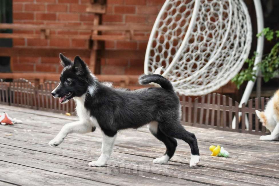 Собаки в Москве: Ненецкая оленегонная лайка, сука Агата. Девочка, 60 000 руб. - фото 4