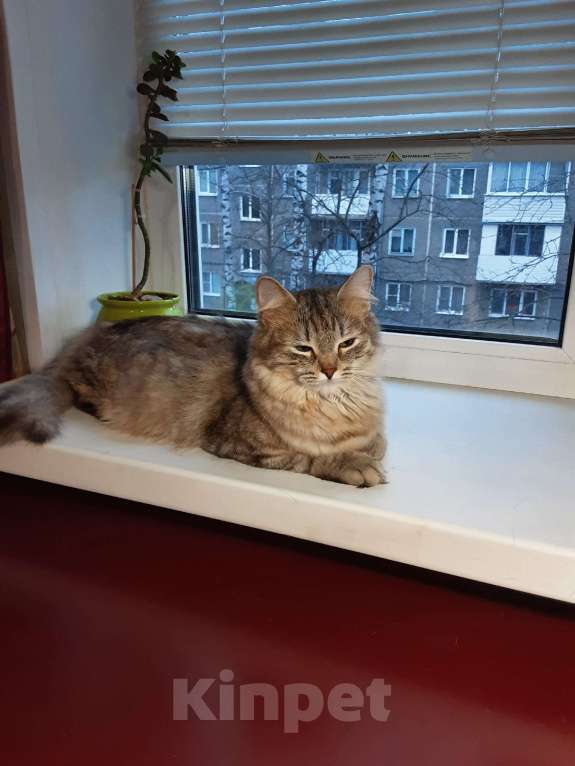 Кошки в Орле: Отдам кошечку в добрые руки Девочка, Бесплатно - фото 2