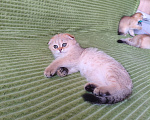 Кошки в Нижнем Новгороде: Шотландские котодетки Разнополые, Бесплатно - фото 3