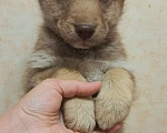 Собаки в Оренбурге: Щенки Мальчик, 1 руб. - фото 1