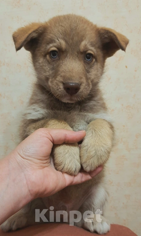 Собаки в Оренбурге: Щенки Мальчик, 1 руб. - фото 1