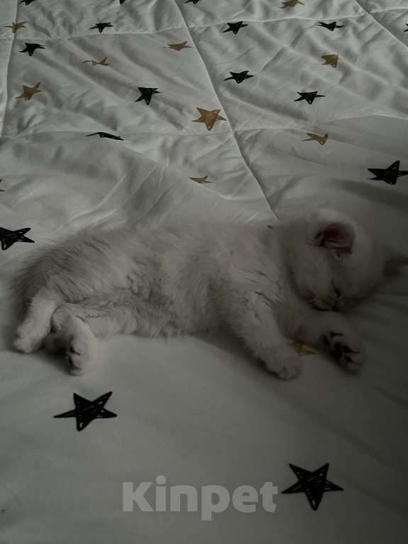 Кошки в Ставрополе: Котенок в добрые руки! Девочка, Бесплатно - фото 3