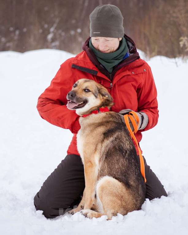 Собаки в Москве: Небольшая очень ласковая девочка из приюта Девочка, Бесплатно - фото 2