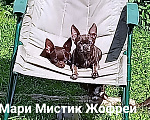 Собаки в Санкт-Петербурге: Щенок чихуахуа с гарантией веса, размера, Здоровья Мальчик, 50 000 руб. - фото 6