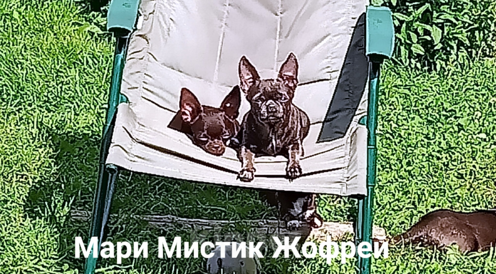 Собаки в Санкт-Петербурге: Щенок чихуахуа с гарантией веса, размера, Здоровья Мальчик, 50 000 руб. - фото 6