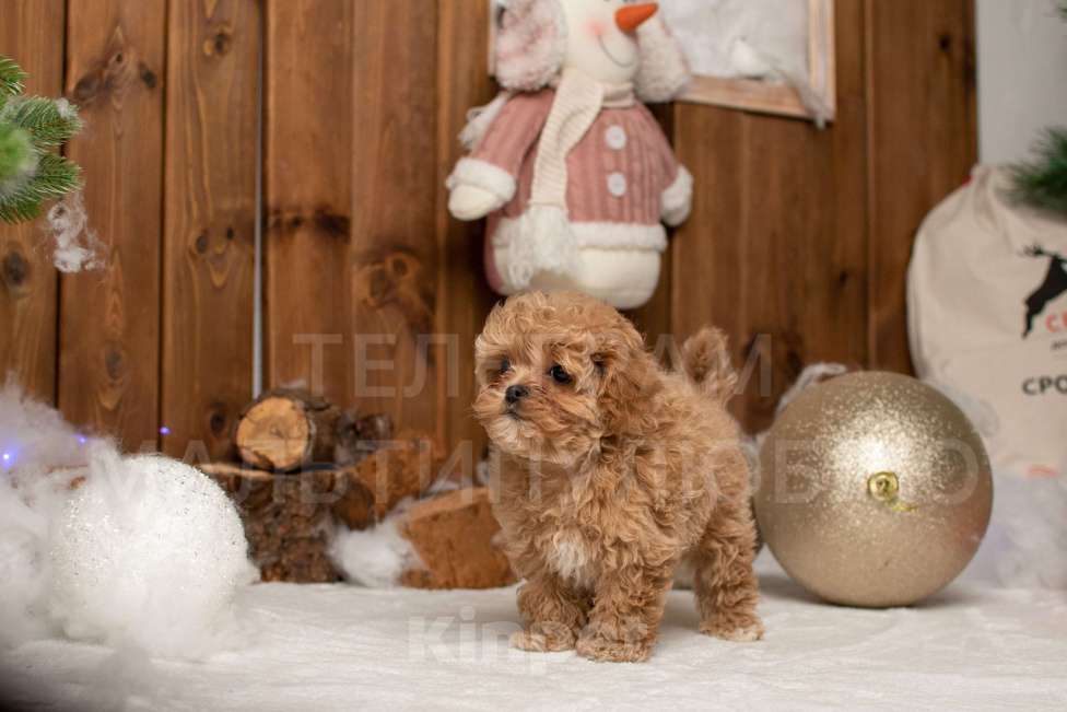 Собаки в Ростове-на-Дону: Щенок мальтипу f1 Мальчик, 100 000 руб. - фото 7
