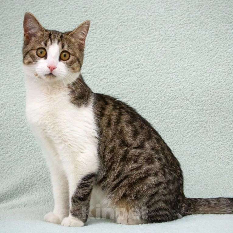 Кошки в Москве: Котенка Еву выкинули хозяева Девочка, Бесплатно - фото 3