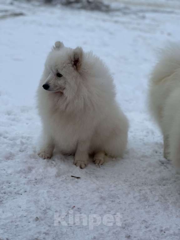 Собаки в Москве: Энри Петто Из Воронцовского Дворца  Мальчик, 50 000 руб. - фото 9