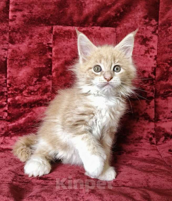 Кошки в Москве: Котёнок Мейн-Кун полидакт Девочка Девочка, 80 000 руб. - фото 8