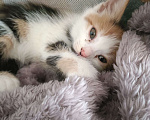 Кошки в Михайловске: Котëнок 3-4 месяца Девочка, Бесплатно - фото 3