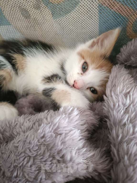 Кошки в Михайловске: Котëнок 3-4 месяца Девочка, Бесплатно - фото 3