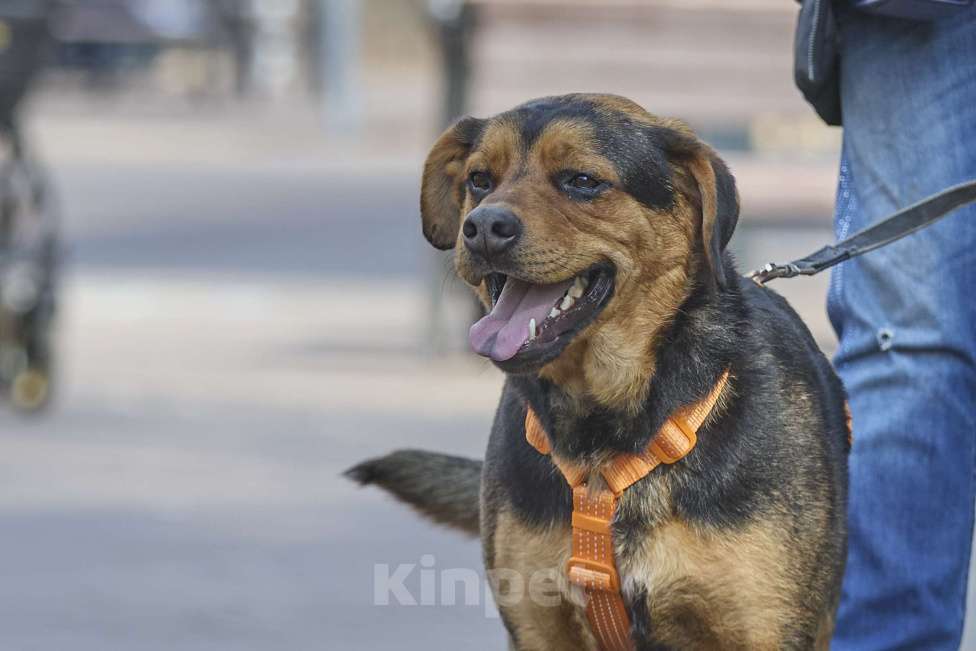 Собаки в Москве: Пёс в добрые руки Мальчик, Бесплатно - фото 4