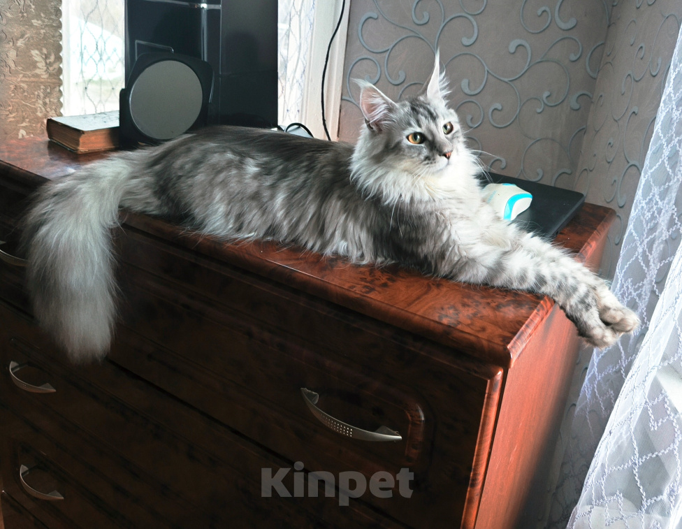 Кошки в Москве: Котята Мейн-куны Разнополые, Бесплатно - фото 6