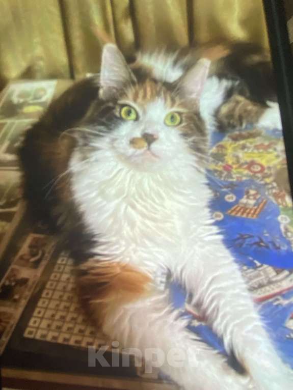 Кошки в Павловском Посаде: Мейкунята Девочка, 25 000 руб. - фото 9