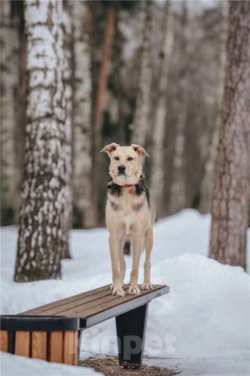 Собаки в Москве: Чудесный пёс Дэнвер в добрые руки. Мальчик, Бесплатно - фото 2