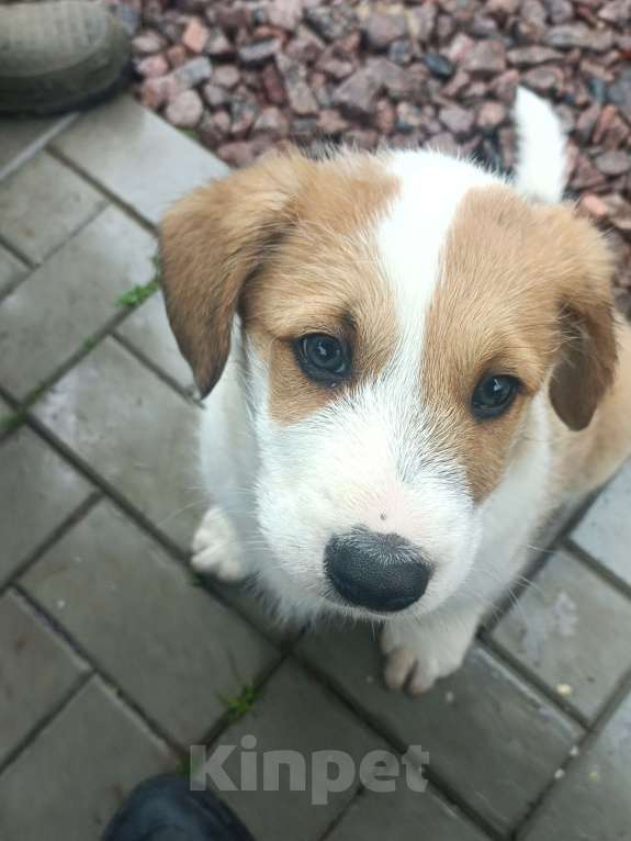 Собаки в других городах Ленинградской области: Маленький пёс Мальчик, Бесплатно - фото 4
