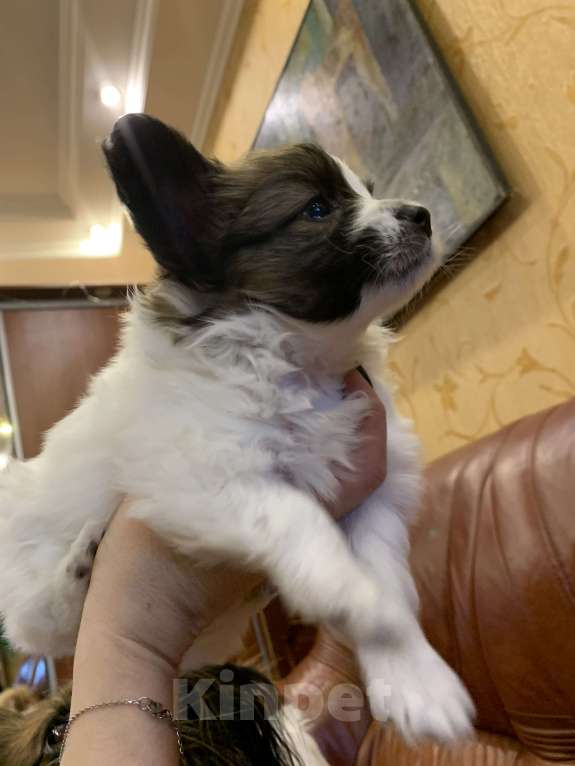 Собаки в Малоархангельске: Готова переехать в лучшую семью малышка-папийон Девочка, 50 000 руб. - фото 8