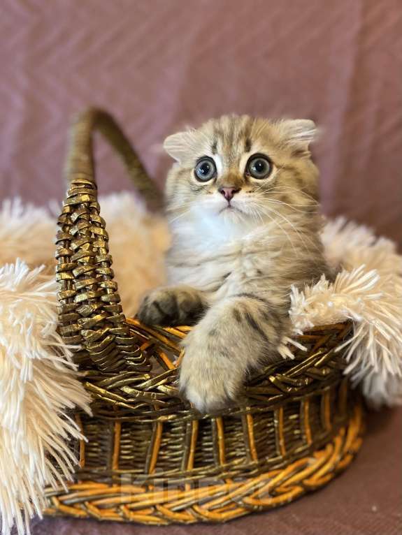 Кошки в Москве: Милаш Мальчик, 22 000 руб. - фото 2